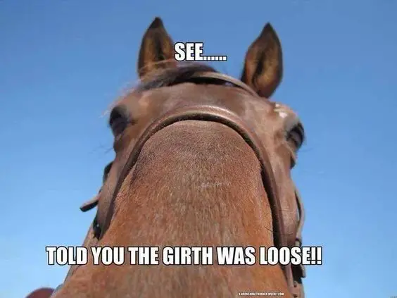 Funny horse memes