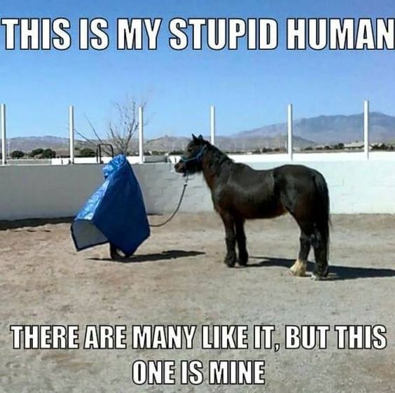Funny horse memes